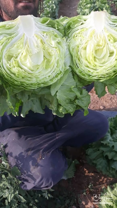 فروش کاهو پیج