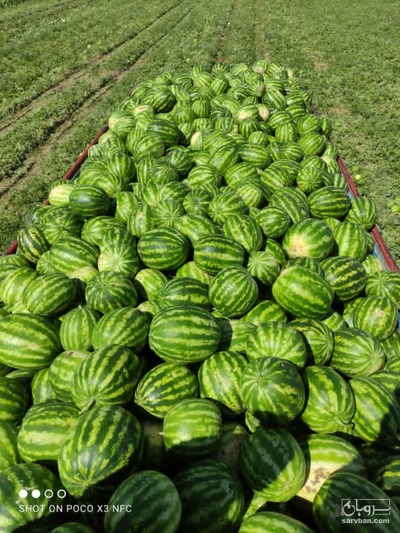 فروش هندوانه گرد