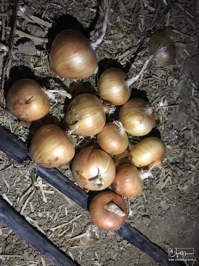 فروش پیاز زرد
