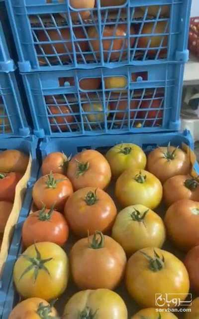 فروش گوجه فرنگی