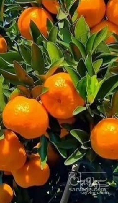 فروش نارنگی