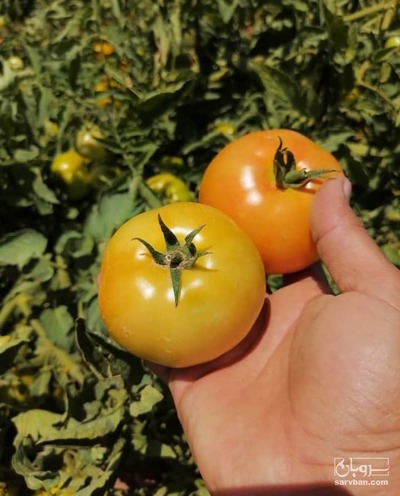 فروش گوجه فرنگی8320
