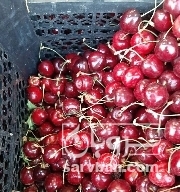 فروش گیلاس 2