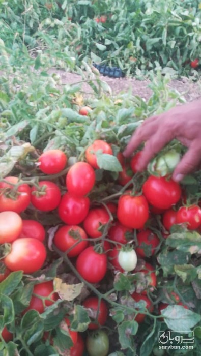 فروش گوجه فرنگی سانسید