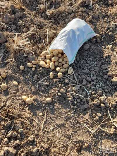 فروش سیب زمینی آگریا