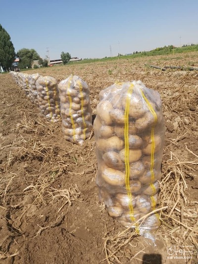 فروش سیب زمینی