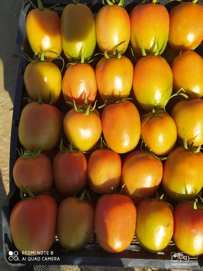 فروش گوجه فرنگی سانسید دو رنگ