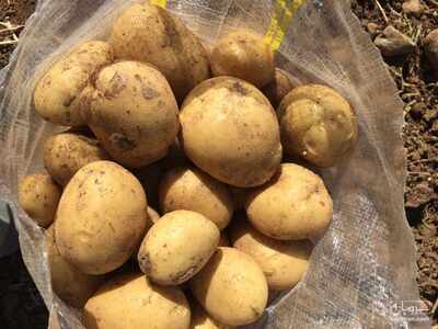 فروش سیب زمینی اگریا