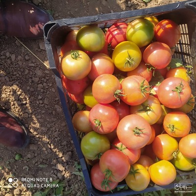 فروش گوجه فرنگی