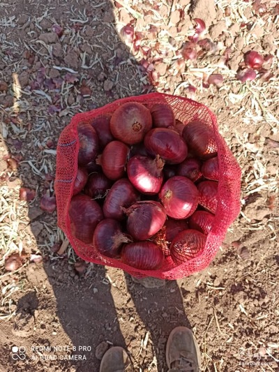 فروش پیاز 2