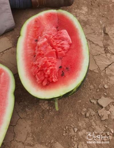 فروش هندوانه B32