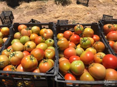 فروش گوجه فرنگی 8320