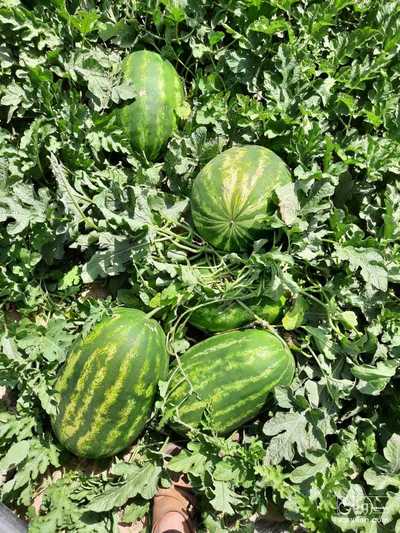 فروش هندوانه بیضی