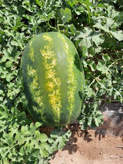 فروش هندوانه بیضی پرو