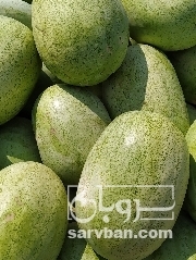فروش هندوانه