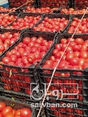 فروش گوجه فرنگی