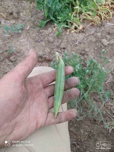 فروش نخود فرنگی