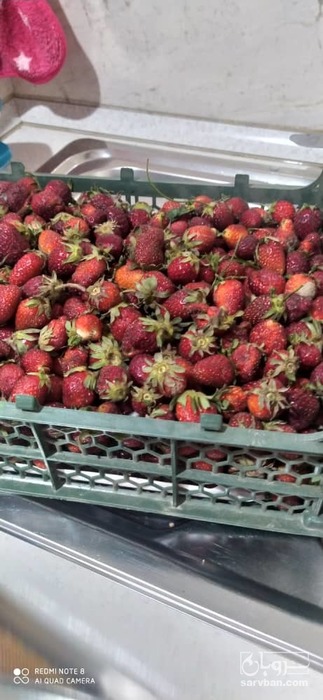 فروش توت فرنگی