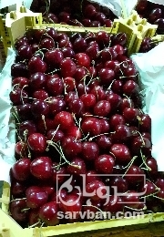 فروش گیلاس