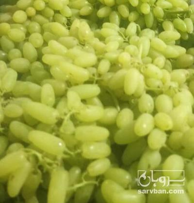 فروش انگور بی دانه صادراتی