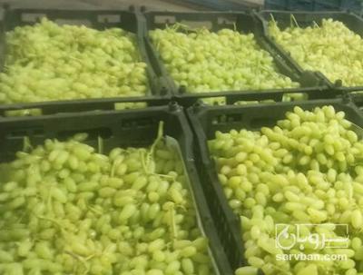 فروش انگور بی دانه