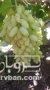 فروش انگور 5