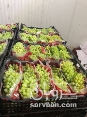 فروش انگور 2