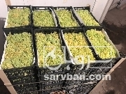 فروش انگور 4