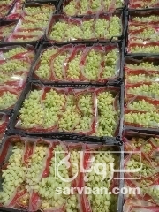 فروش انگور 3