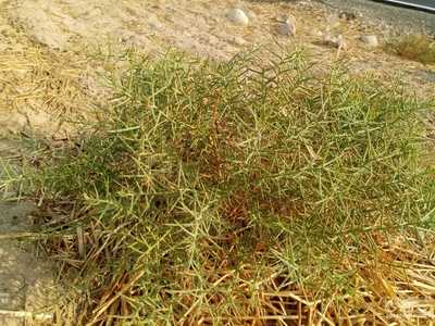 فروش خارشتر