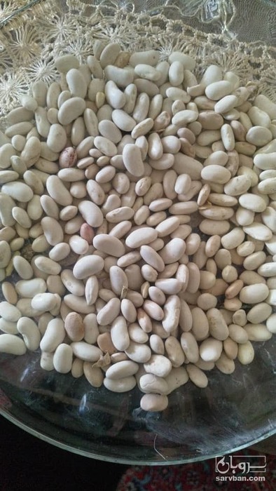فروش لوبیا سفید