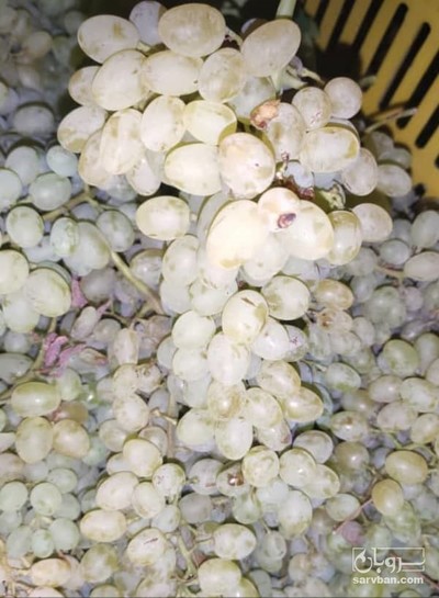 فروش انگور 2