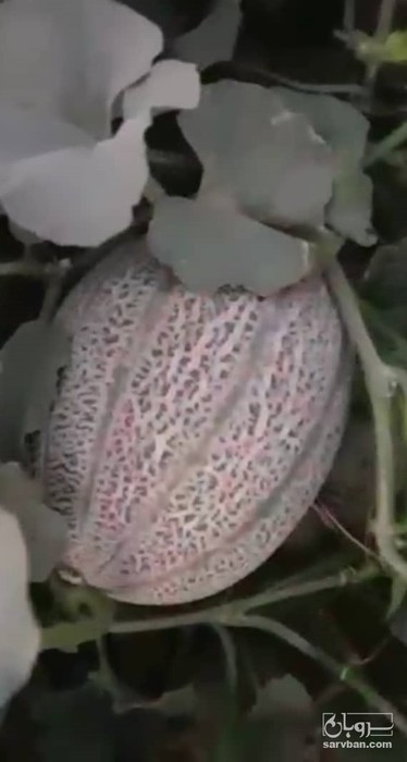 فروش  جانا صادراتی