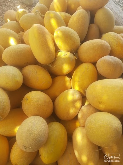 فروش ملون راک زرد