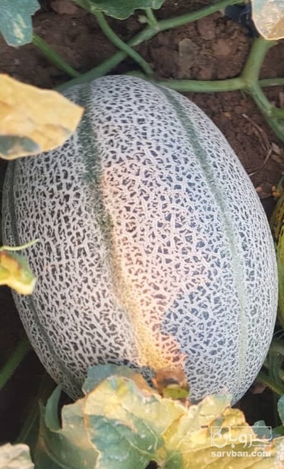 فروش ملون جانا