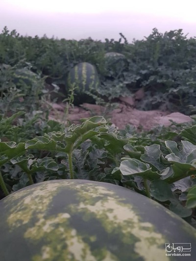 فروش هندوانه بیضی B32 درجه یک