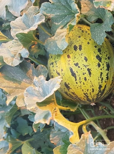 فروش ملون صوفیا