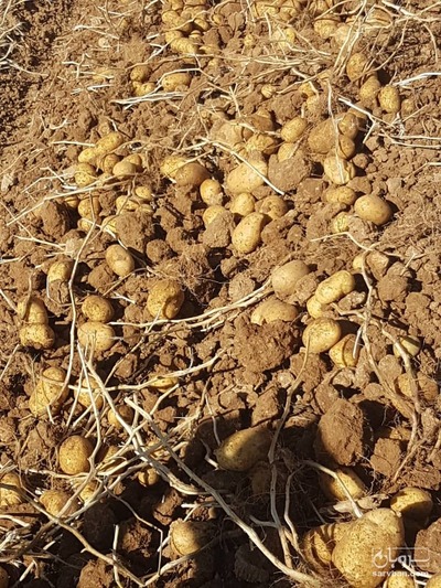 فروش سیب زمینی بذری