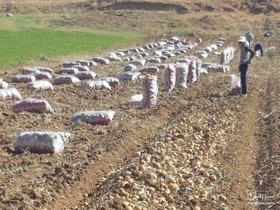 فروش سیب زمینی بذری بورن