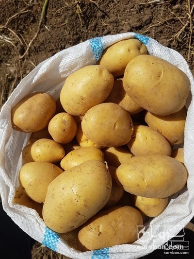 فروش سیب زمینی بذری سانته