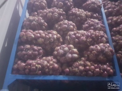فروش پیاز قرمز