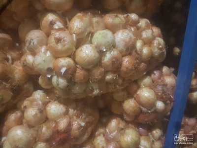 فروش پیاز زرد