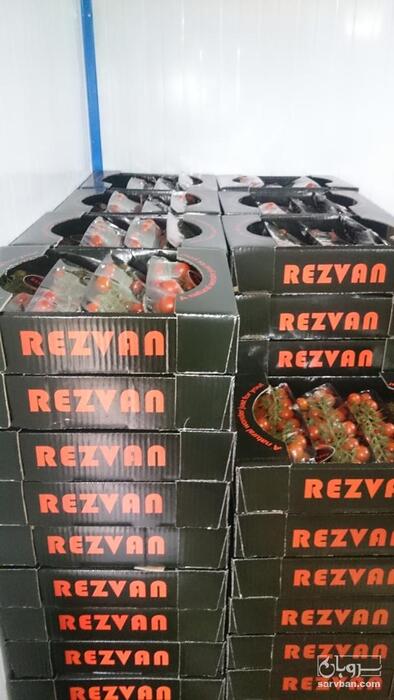 فروش گوجه فرنگی خوشه ای