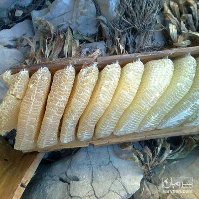 فروش عسل وحشی