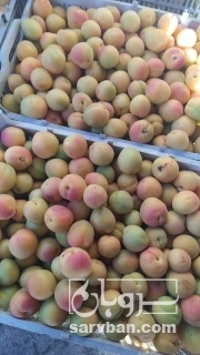 خرید زردآلو