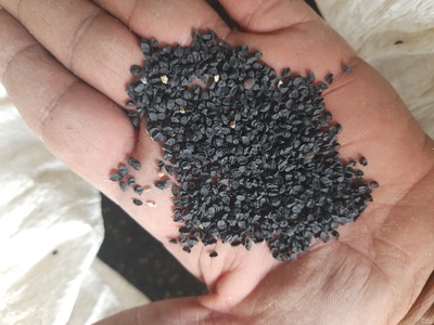 فروش بذر سبزیجات و صیفی‌ جات