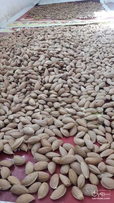فروش بادام 2