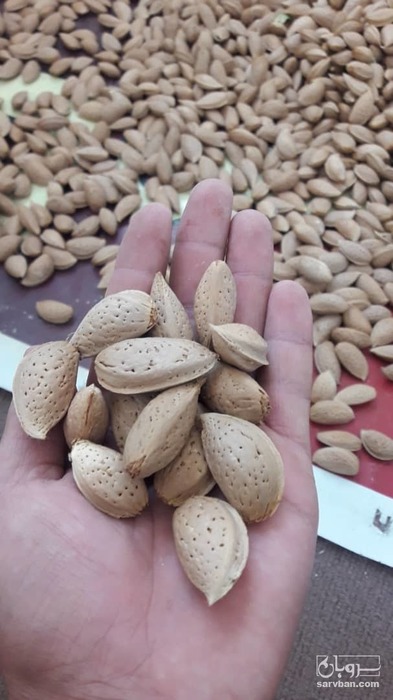 فروش بادام 4