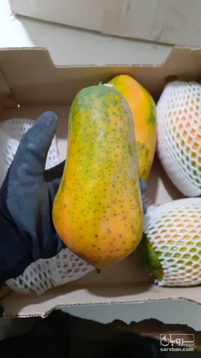 فروش پاپایا
