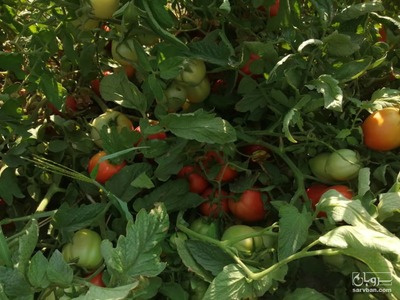 فروش گوجه فرنگی 3